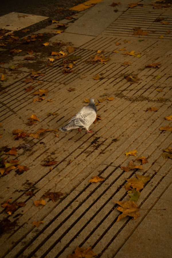 Pack de fotos 16/11/2025