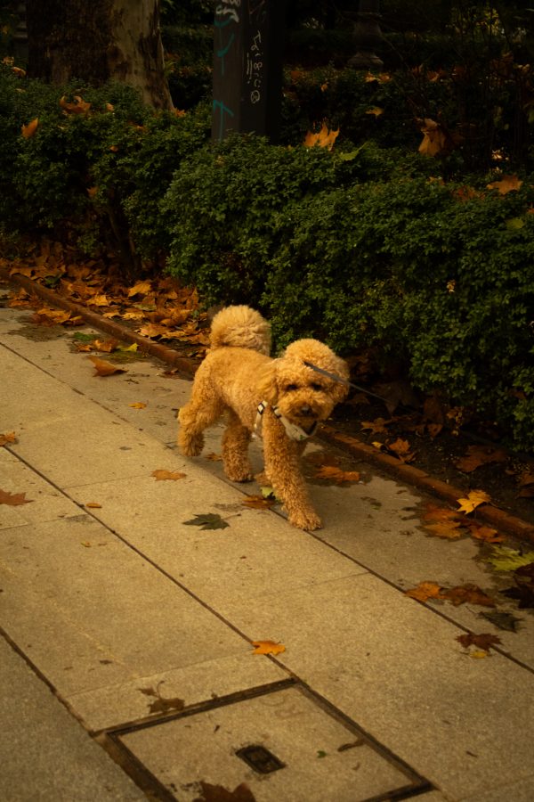 Pack de fotos 16/11/2025