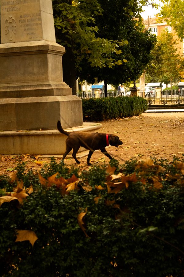 Pack de fotos 16/11/2025