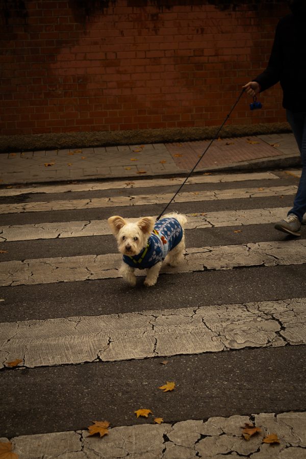 Pack de fotos 16/11/2025