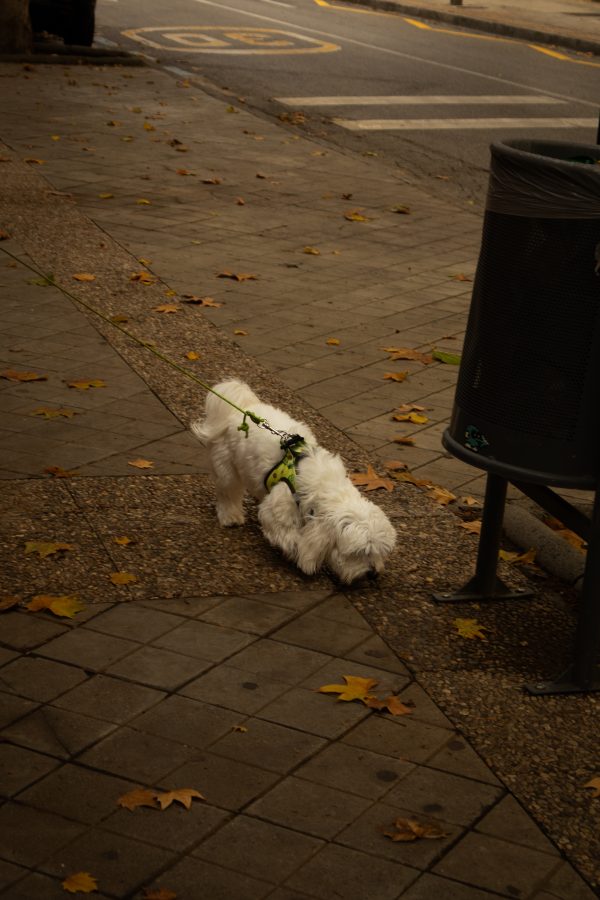 Pack de fotos 16/11/2025